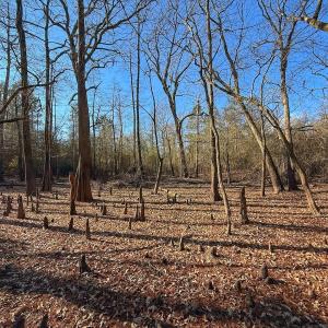 Photo #54 of SOLD property in Off Durwood Evans Rd, Beulaville, NC 31.6 acres