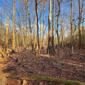 Photo #55 of SOLD property in Off Durwood Evans Rd, Beulaville, NC 31.6 acres