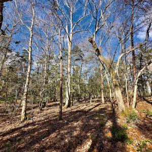 Photo #12 of 146 Bayview Court, New London, NC 0.9 acres