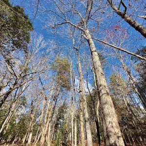 Photo #10 of 146 Bayview Court, New London, NC 0.9 acres