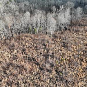 Photo #52 of  Off Green Level Rd, Scottsburg, VA 185.4 acres