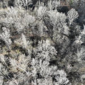 Photo #55 of  Off Green Level Rd, Scottsburg, VA 185.4 acres