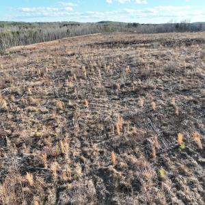 Photo #58 of  Off Green Level Rd, Scottsburg, VA 185.4 acres
