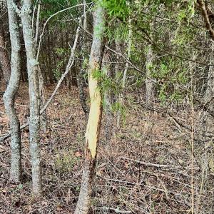 Photo #14 of 2743 Johnson School Road, Thaxton, VA 154.6 acres