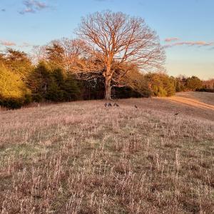 Photo #16 of 2743 Johnson School Road, Thaxton, VA 154.6 acres