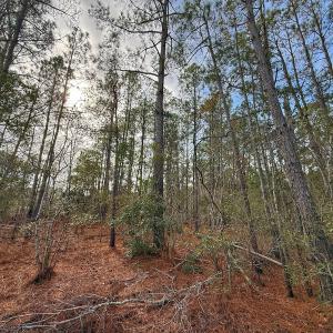 Photo #28 of SOLD property in Off Horne Rd, Lowland, NC 3.1 acres