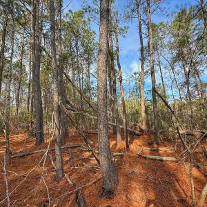 Photo #31 of SOLD property in Off Horne Rd, Lowland, NC 3.1 acres
