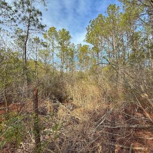 Photo #32 of SOLD property in Off Horne Rd, Lowland, NC 3.1 acres