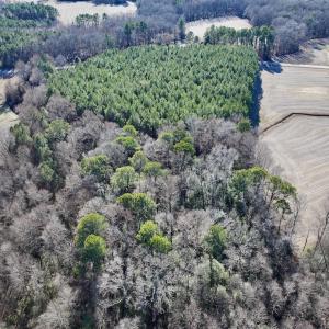 Photo #10 of 7723 East Langley Road, Elm City, NC 24.1 acres