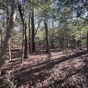 Photo #23 of 7723 East Langley Road, Elm City, NC 24.1 acres