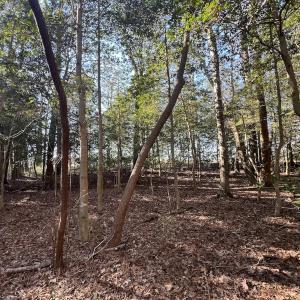 Photo #25 of 7723 East Langley Road, Elm City, NC 24.1 acres