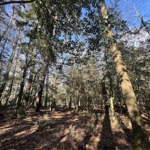 Photo #26 of 7723 East Langley Road, Elm City, NC 24.1 acres