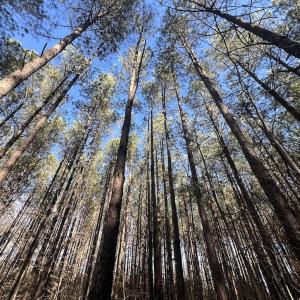 Photo #27 of 7723 East Langley Road, Elm City, NC 24.1 acres