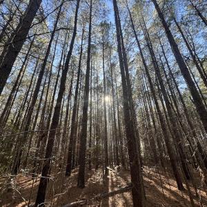 Photo #28 of 7723 East Langley Road, Elm City, NC 24.1 acres