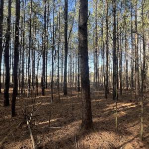 Photo #29 of 7723 East Langley Road, Elm City, NC 24.1 acres