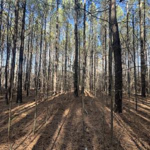 Photo #30 of 7723 East Langley Road, Elm City, NC 24.1 acres