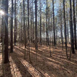 Photo #31 of 7723 East Langley Road, Elm City, NC 24.1 acres