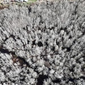 Photo #15 of SOLD property in Off Town Creek Road, Elm City, NC 108.2 acres