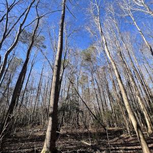 Photo #36 of SOLD property in Off Town Creek Road, Elm City, NC 108.2 acres
