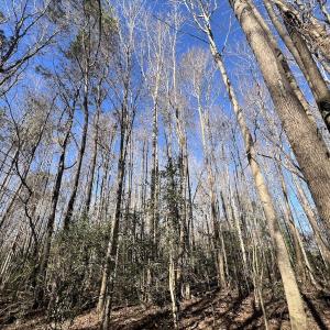 Photo #38 of SOLD property in Off Town Creek Road, Elm City, NC 108.2 acres