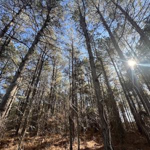 Photo #24 of SOLD property in Off Town Creek Road, Elm City, NC 26.4 acres