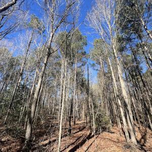 Photo #30 of SOLD property in Off Orchard Road, Elm City, NC 49.0 acres