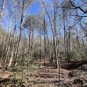 Photo #31 of SOLD property in Off Orchard Road, Elm City, NC 49.0 acres