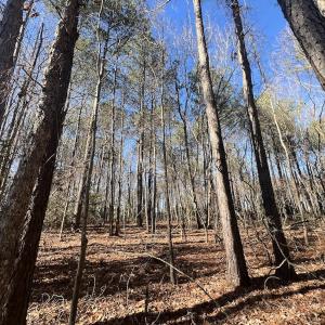 Photo #32 of SOLD property in Off Orchard Road, Elm City, NC 49.0 acres