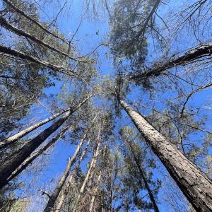 Photo #33 of SOLD property in Off Orchard Road, Elm City, NC 49.0 acres