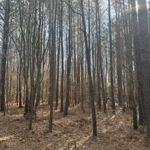 Photo #25 of SOLD property in Off Perkins Rd., Petersburg, VA 22.0 acres