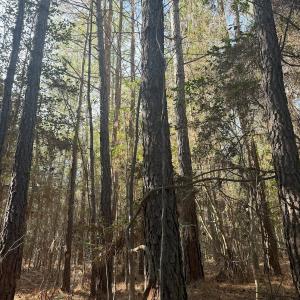 Photo #29 of SOLD property in Off Perkins Rd., Petersburg, VA 22.0 acres