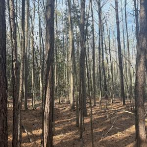 Photo #32 of SOLD property in Off Perkins Rd., Petersburg, VA 22.0 acres