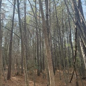 Photo #33 of SOLD property in Off Perkins Rd., Petersburg, VA 22.0 acres