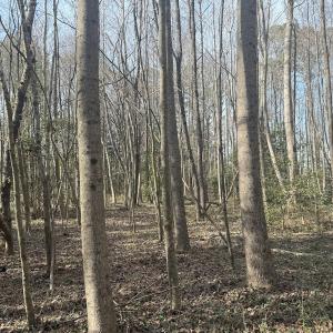 Photo #36 of SOLD property in Off Perkins Rd., Petersburg, VA 22.0 acres