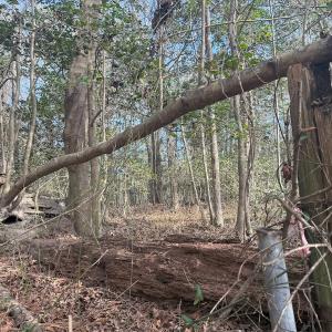 Photo #41 of SOLD property in Off Perkins Rd., Petersburg, VA 22.0 acres