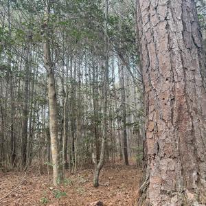 Photo #42 of SOLD property in Off Perkins Rd., Petersburg, VA 22.0 acres
