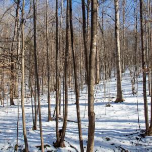 Photo #18 of Off Kemp Ford Rd., Union Hall, VA 7.1 acres