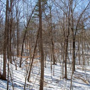 Photo #20 of Off Kemp Ford Rd., Union Hall, VA 7.1 acres