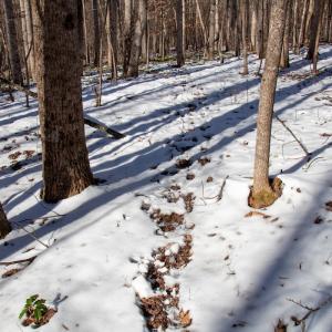 Photo #21 of Off Kemp Ford Rd., Union Hall, VA 7.1 acres