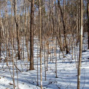 Photo #6 of Off Kemp Ford Rd., Union Hall, VA 7.1 acres