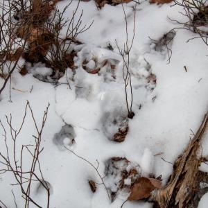 Photo #19 of Off Round Mountain Rd , Stuart, VA 5.7 acres