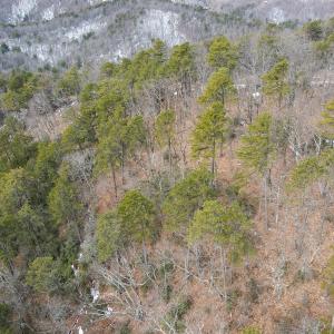 Photo #8 of Off Round Mountain Rd , Stuart, VA 5.7 acres