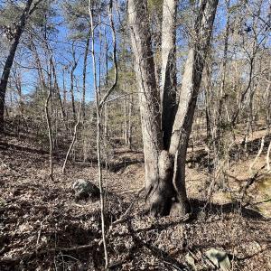 Photo #4 of Off Knollwood Dr, Burlington, NC 1.2 acres