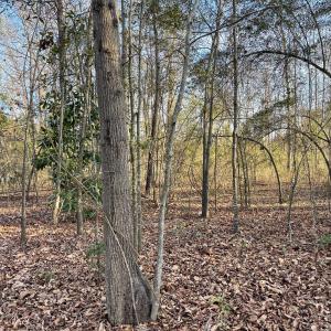 Photo #5 of SOLD property in 21521 Gilchrist St, Wagram, NC 0.5 acres