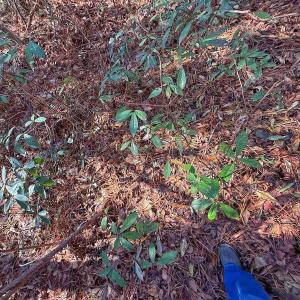 Photo #14 of 213 Saddlewood Dr, Goldsboro, NC 0.5 acres