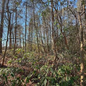 Photo #18 of 213 Saddlewood Dr, Goldsboro, NC 0.5 acres