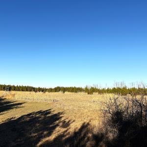 Photo #15 of Off Optimist Rd., Sussex, VA 244.4 acres