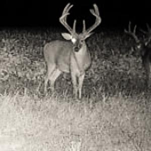 Photo #16 of Off Optimist Rd., Sussex, VA 244.4 acres