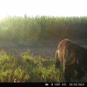 Photo #18 of Off Optimist Rd., Sussex, VA 244.4 acres