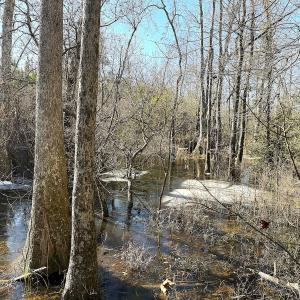 Photo #19 of Off Optimist Rd., Sussex, VA 244.4 acres